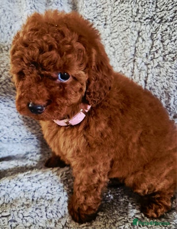 Cavapoo dogs - Advert 3