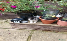 British Longhair cats for sale: ❤️Urgent 2 lovely sweet kitten left - Image 13
