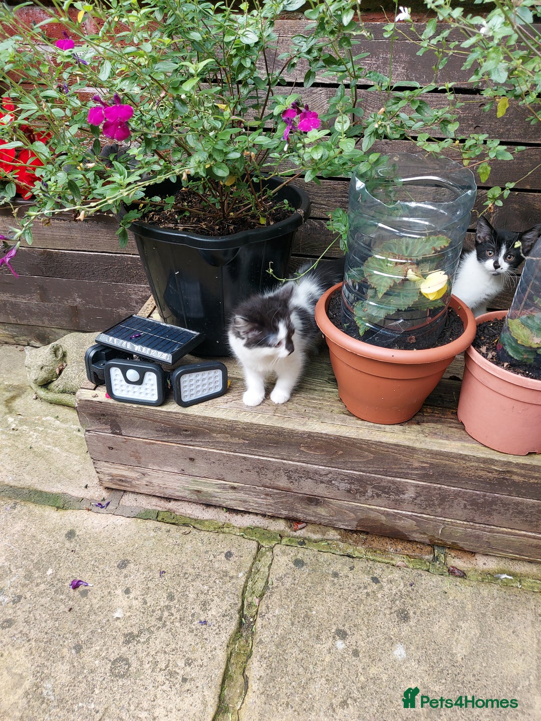 British Longhair cats for sale: ❤️Urgent 2 lovely sweet kitten left - Image 13