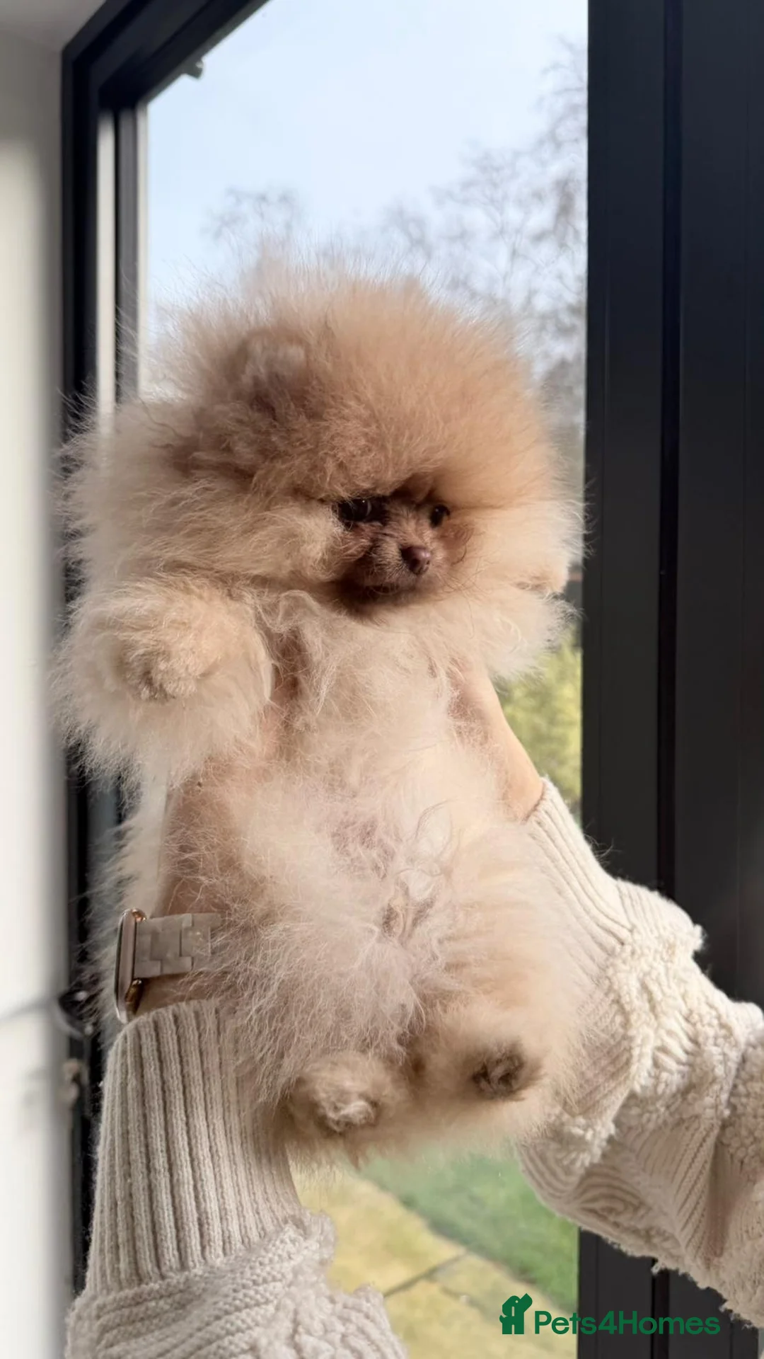 Pomeranian dogs for sale: Stunning Pom Girl for sale - Advert 8