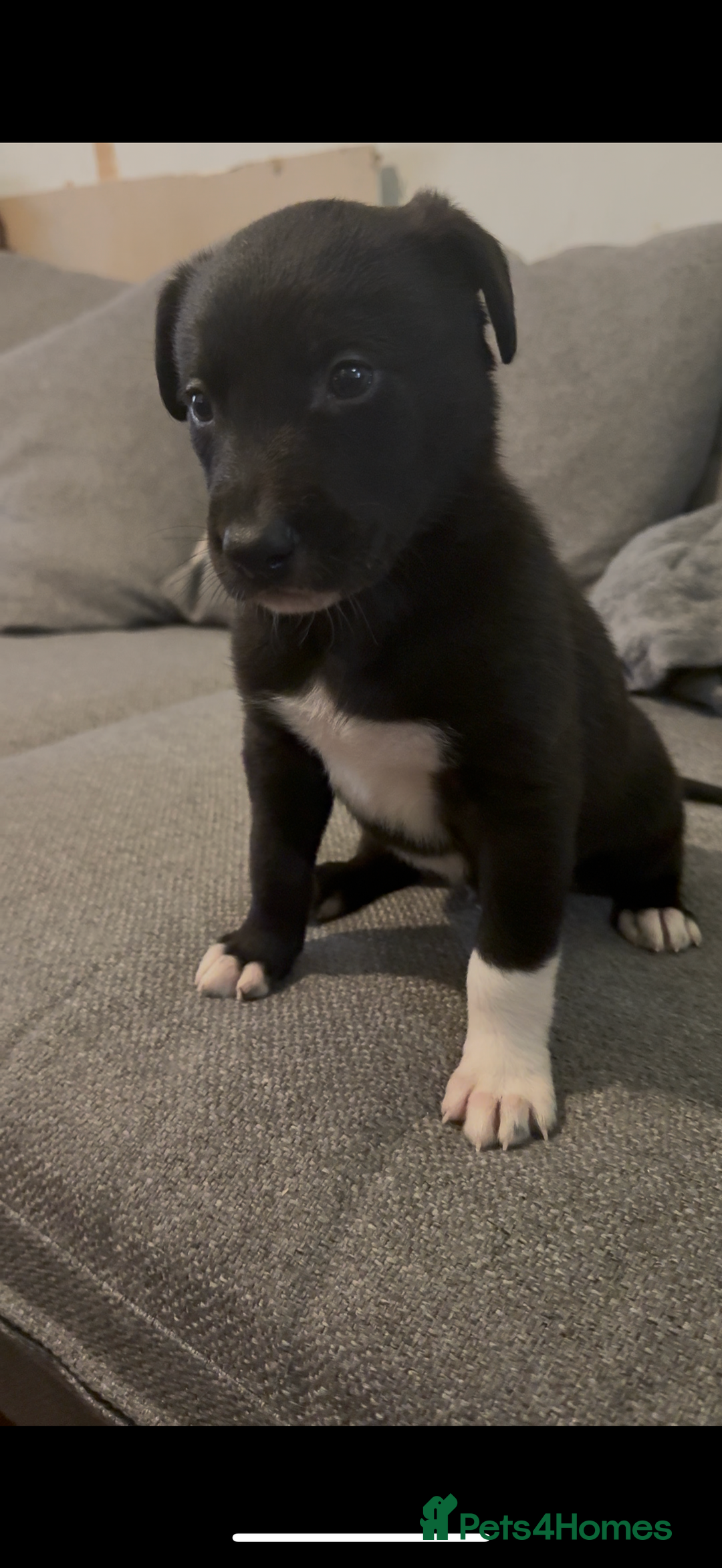 Mixed Breed dogs for sale: First cross Border collie x Greyhound - Advert 8