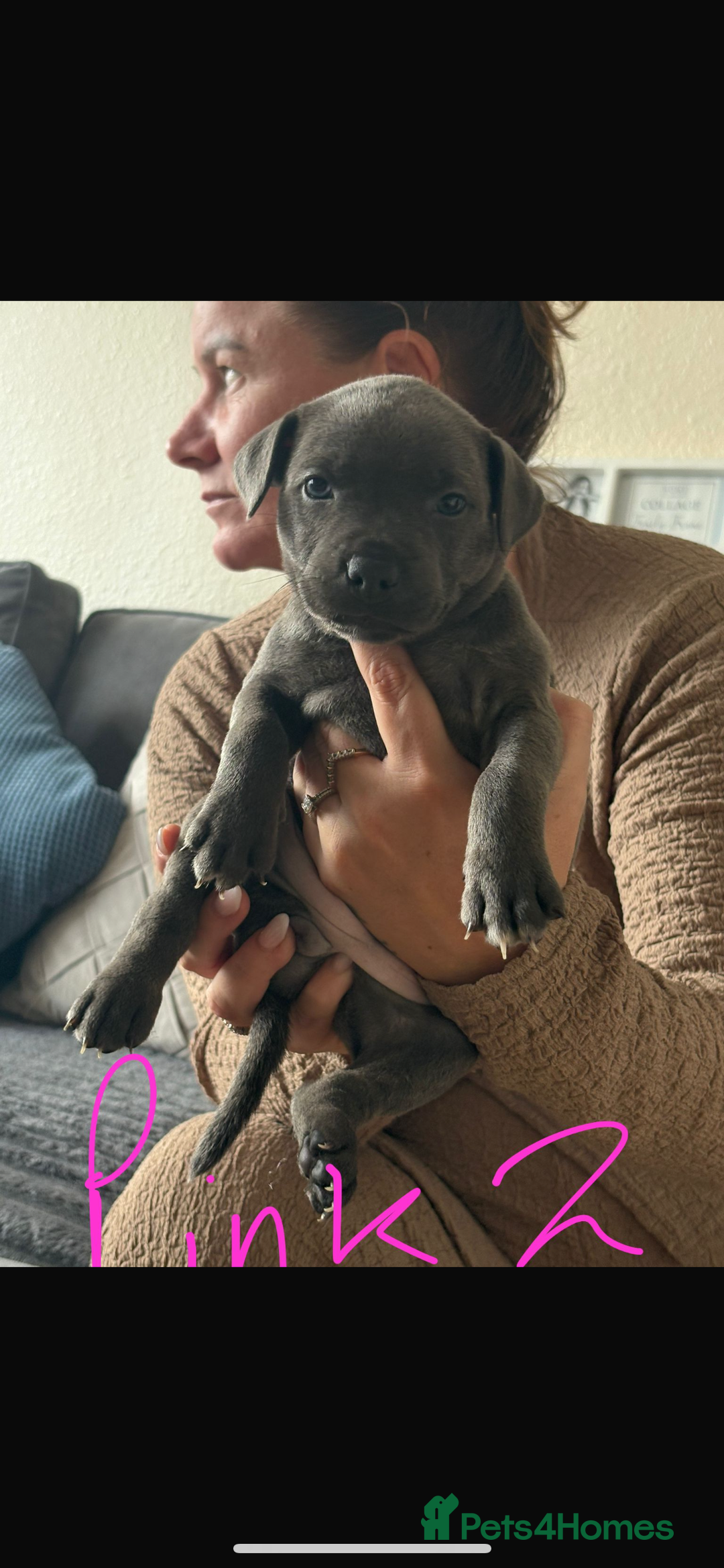 Staffordshire Bull Terrier dogs for sale: Beautiful blue Staffordshire puppies for sale 🐾 - Image 3
