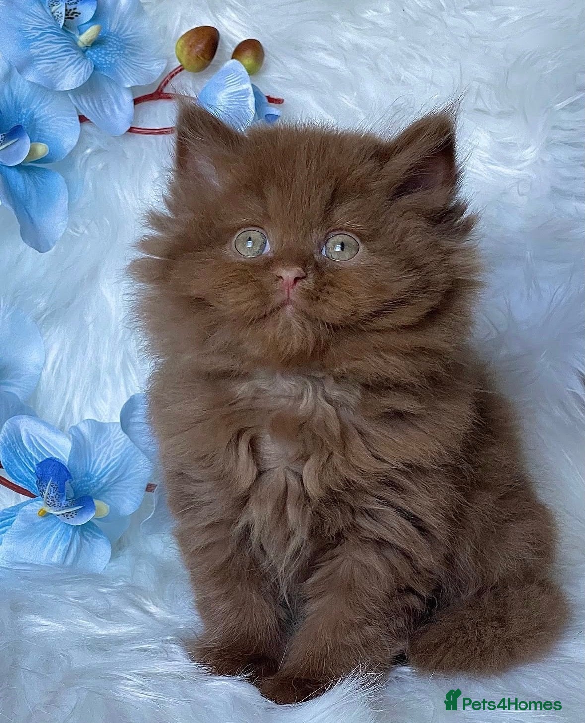 British Shorthair cats Luxury cinnamon/brown British longhair kitten - Advert 12