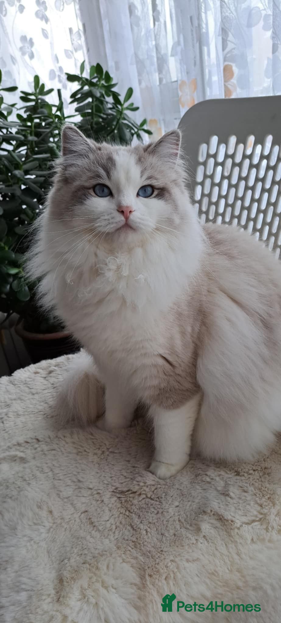 Ragdoll cats Pure breed GCCF Reg kittens - Advert 2