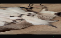 Ragdoll cats for sale: Female ragdoll ( possible expecting) - Image 3