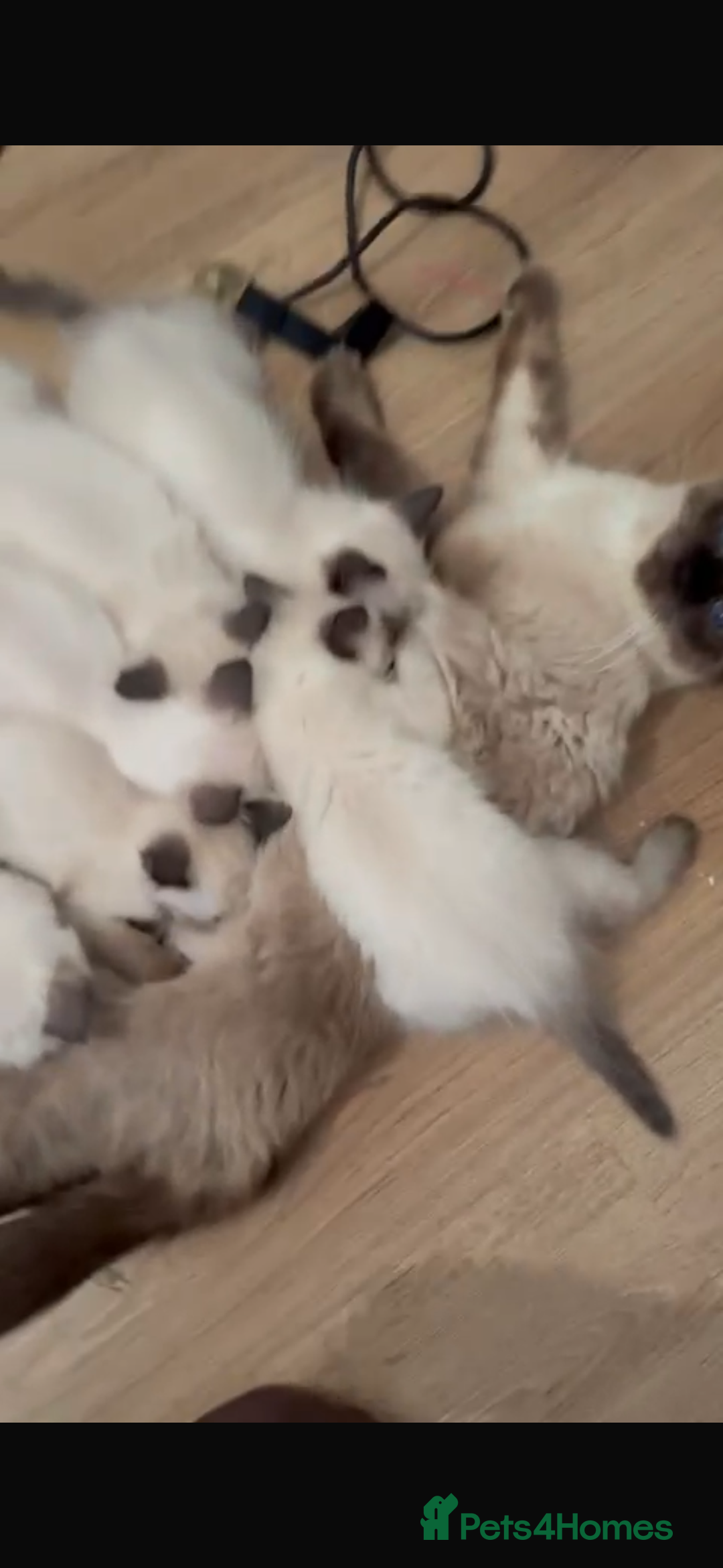 Ragdoll cats for sale: Female ragdoll ( possible expecting) - Image 3