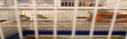 Finches birds for sale: Zebra finches in Cardiff - Advert 1