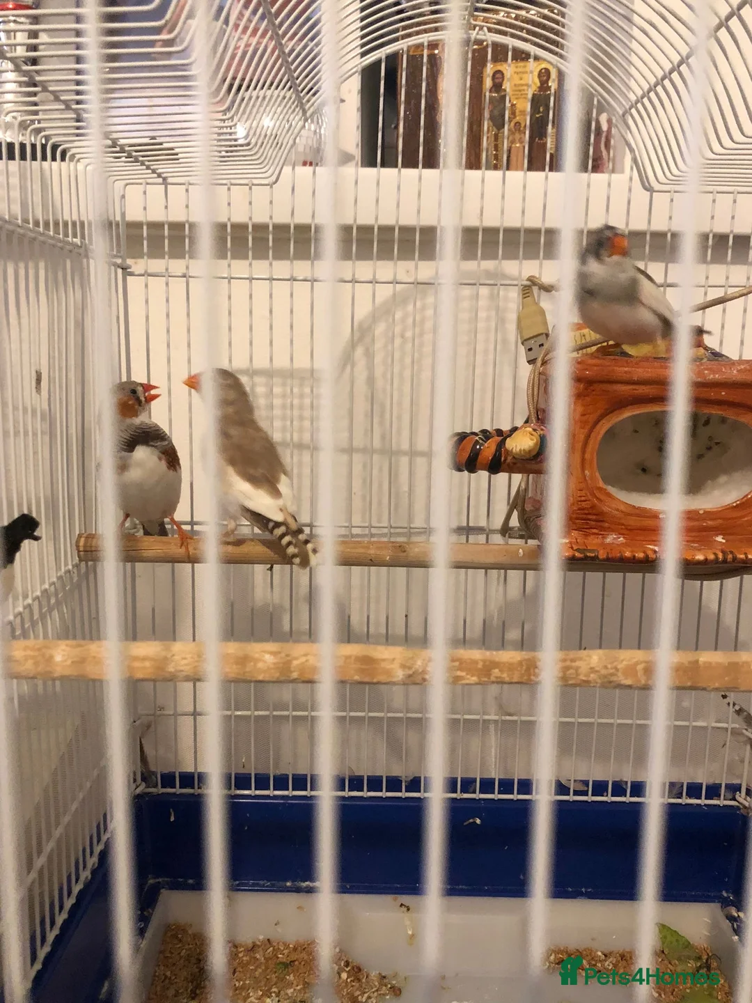 Finches birds for sale: Zebra finches in Cardiff - Advert 1