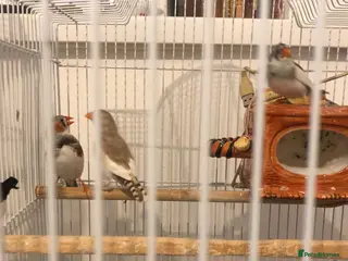 Finches birds Zebra finches - Advert 13