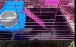 Lovebirds birds for sale: Hamster/guinea pig cage never used  - Image 2