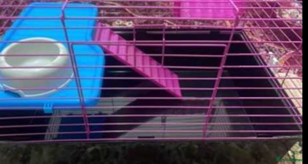 Lovebirds birds for sale: Hamster/guinea pig cage never used  - Image 2