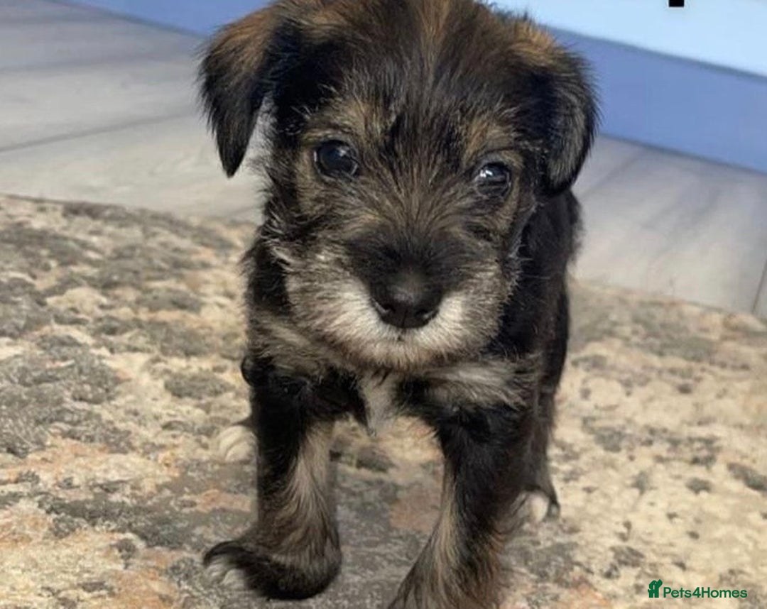 Miniature Schnauzer dogs for stud: KC Reg Choc/White Min Schnauzer MAC +BVA Clear in Coventry - Advert 34