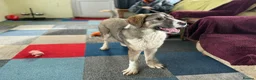 Mixed Breed dogs for adoption: FLORIAN - THE BFG PUPPY - Advert 5