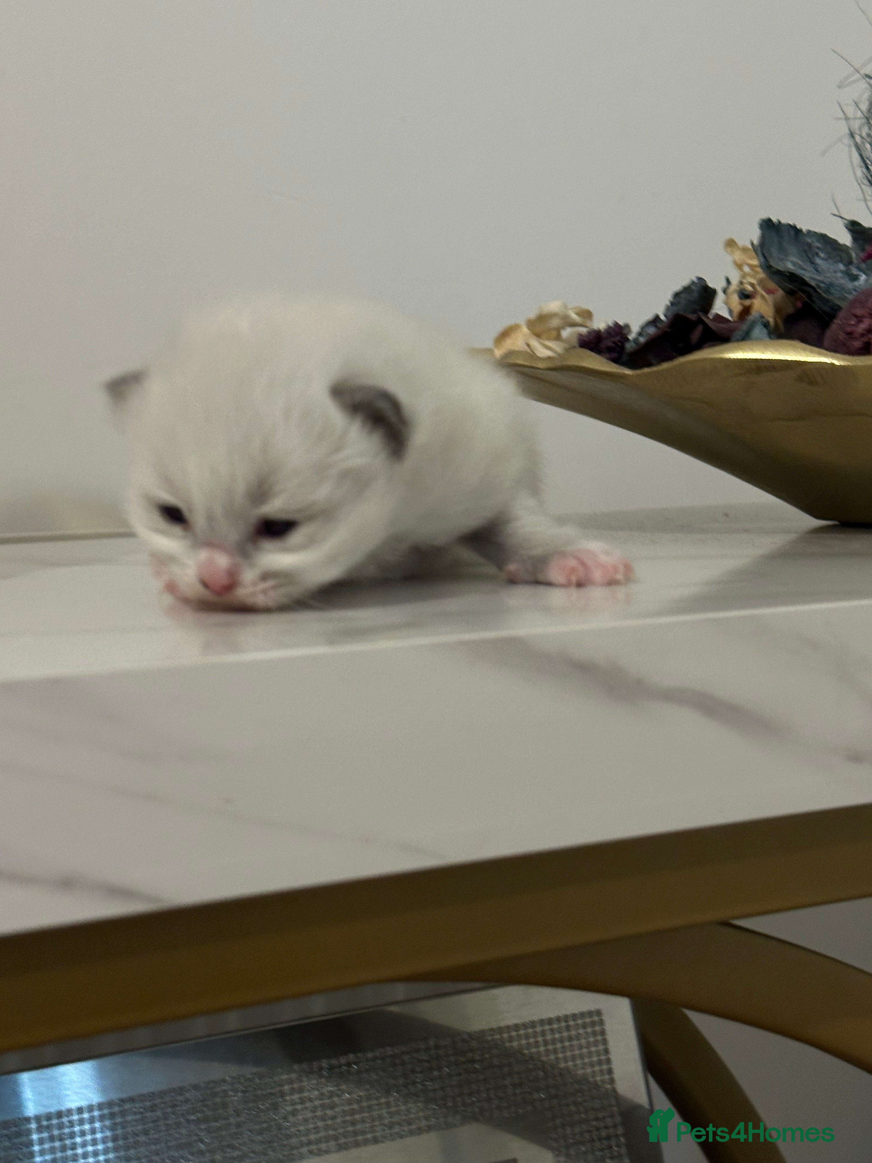 Ragdoll cats Pure Ragdoll kittens /viewing awailable soon  - Advert 2