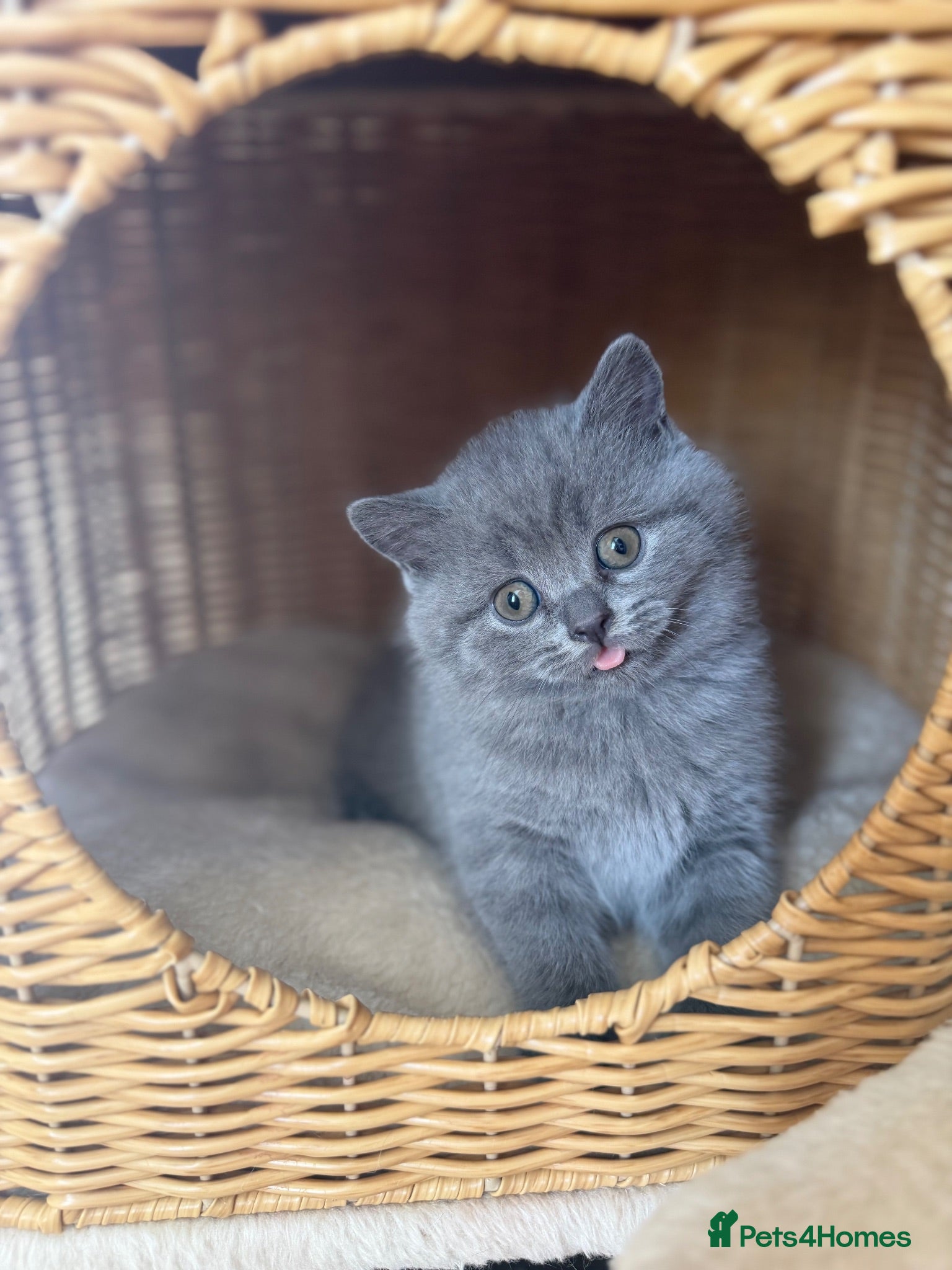 Scottish Fold cats Gorgeous pure blue Scottish folds/straights - Advert 10