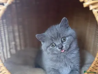 Scottish Fold cats Gorgeous pure blue Scottish folds/straights - Advert 10