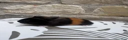 Guinea Pig rodents for sale: Baby boars for sale  - Advert 5