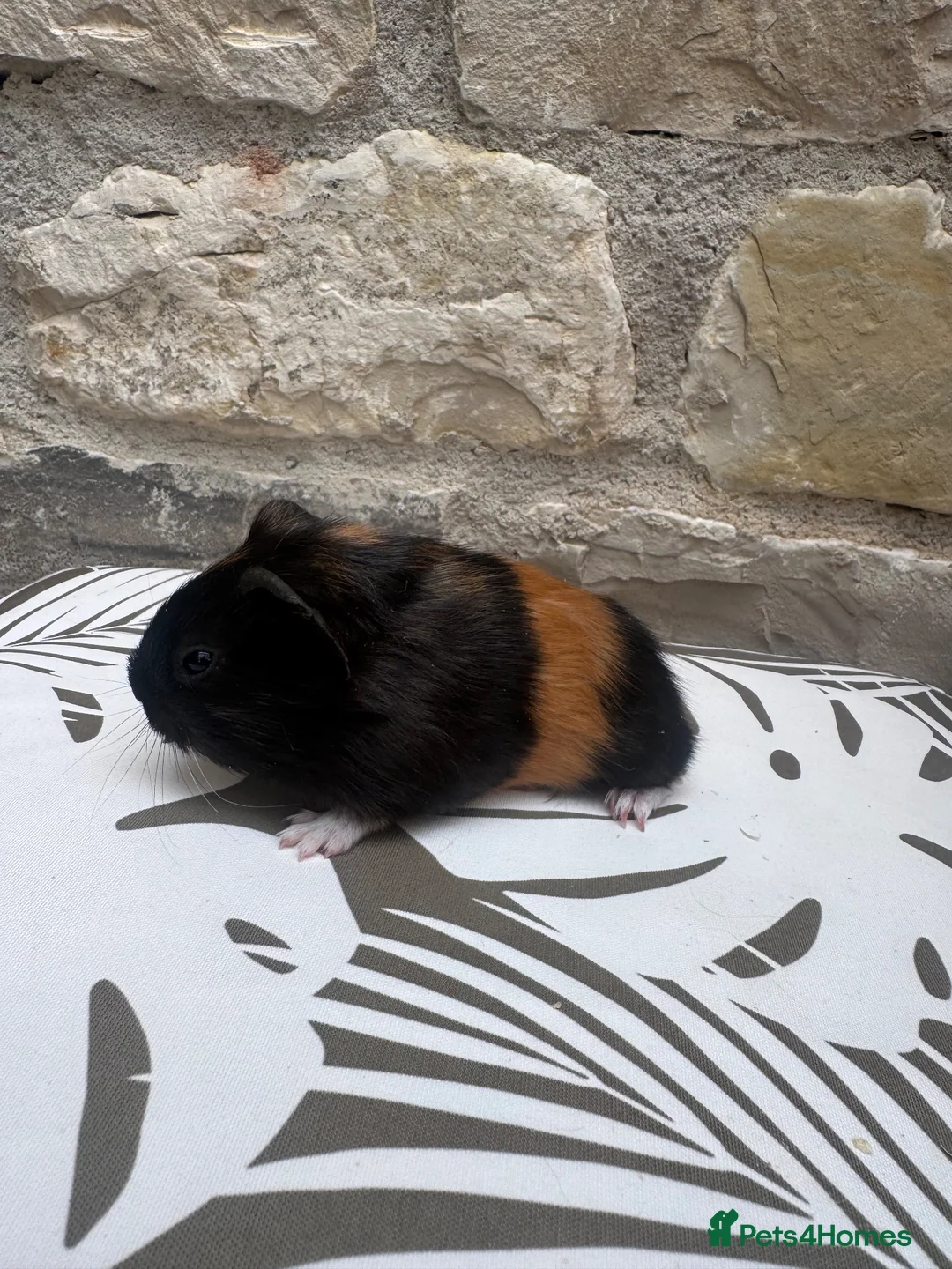 Guinea Pig rodents for sale: Baby boars for sale  - Advert 5