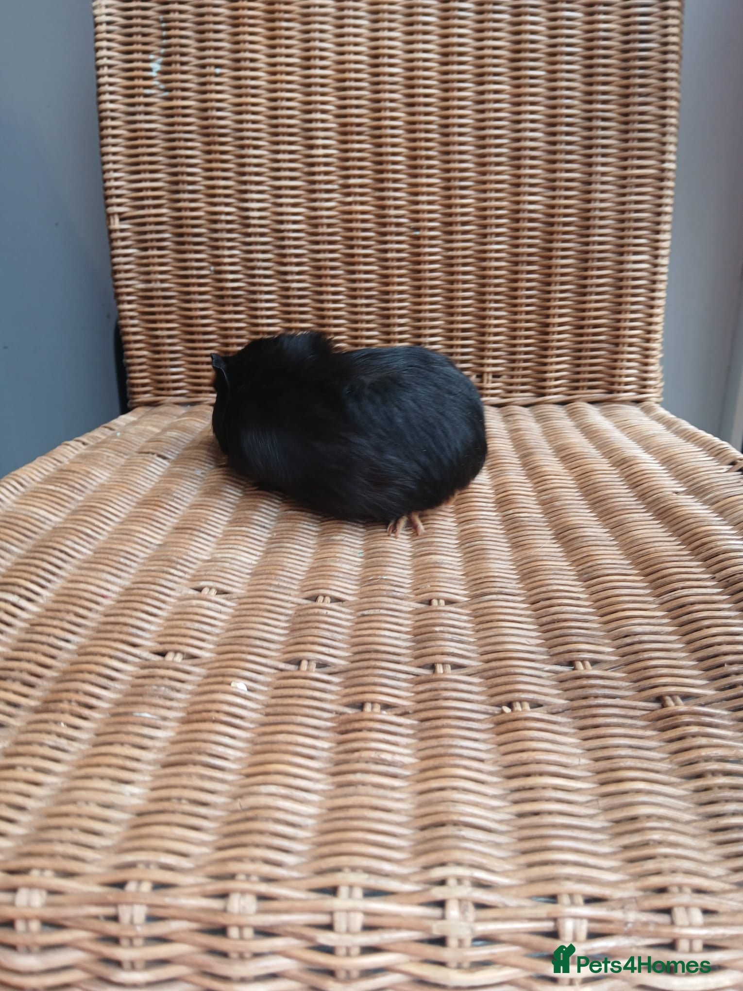 Guinea Pig rodents for sale: Guinea pigs for sale in York - Advert 6