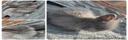 Lionhead rabbits for sale: 8 Double Maned Lionhead Babies - Advert 6