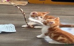 Mixed Breed cats for sale: 4 Gorgeous little boys  - Image 24