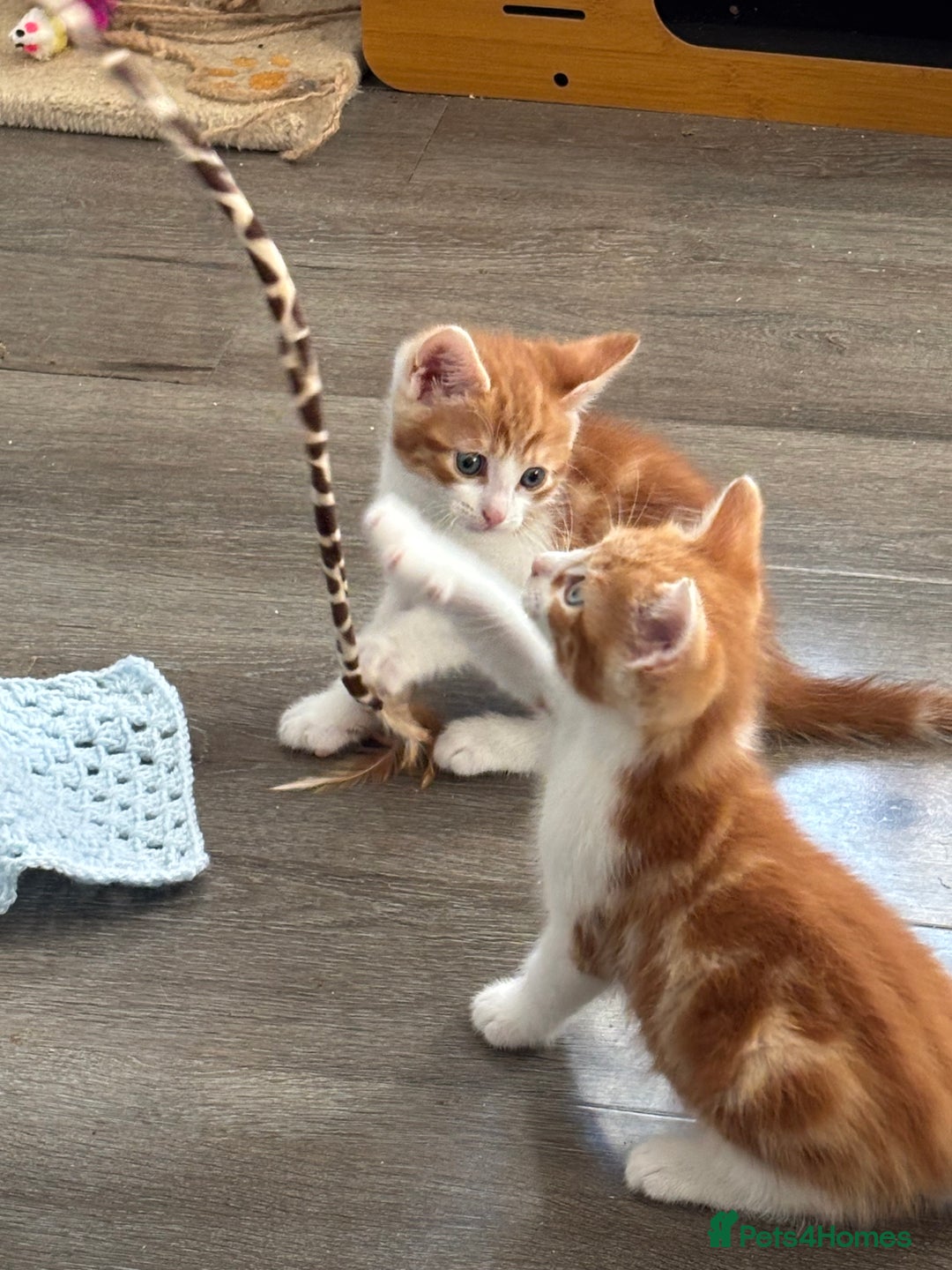 Mixed Breed cats for sale: 4 Gorgeous little boys  - Image 24