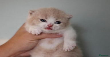 British Shorthair cats - Advert 13