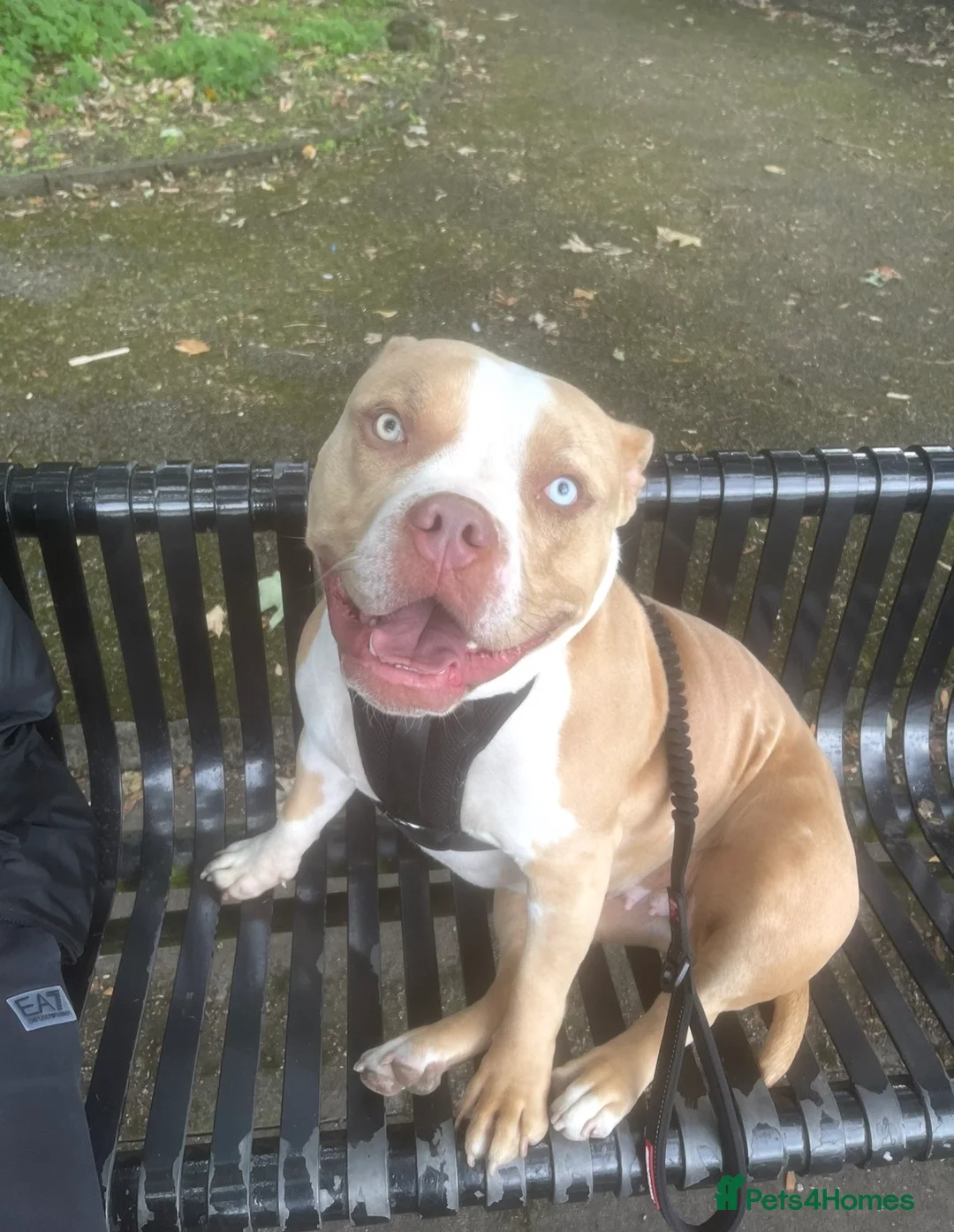 Mixed Breed dogs for sale: Gorgeous litter American bully x  - Advert 2