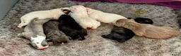 Mixed Breed dogs for sale: Cane corso/American bully/American staff puppies  in Wadhurst - Advert 1