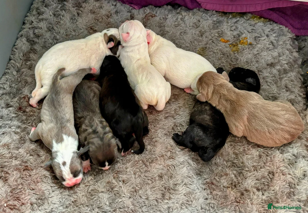 Mixed Breed dogs for sale: Cane corso/American bully/American staff puppies  in Wadhurst - Advert 1