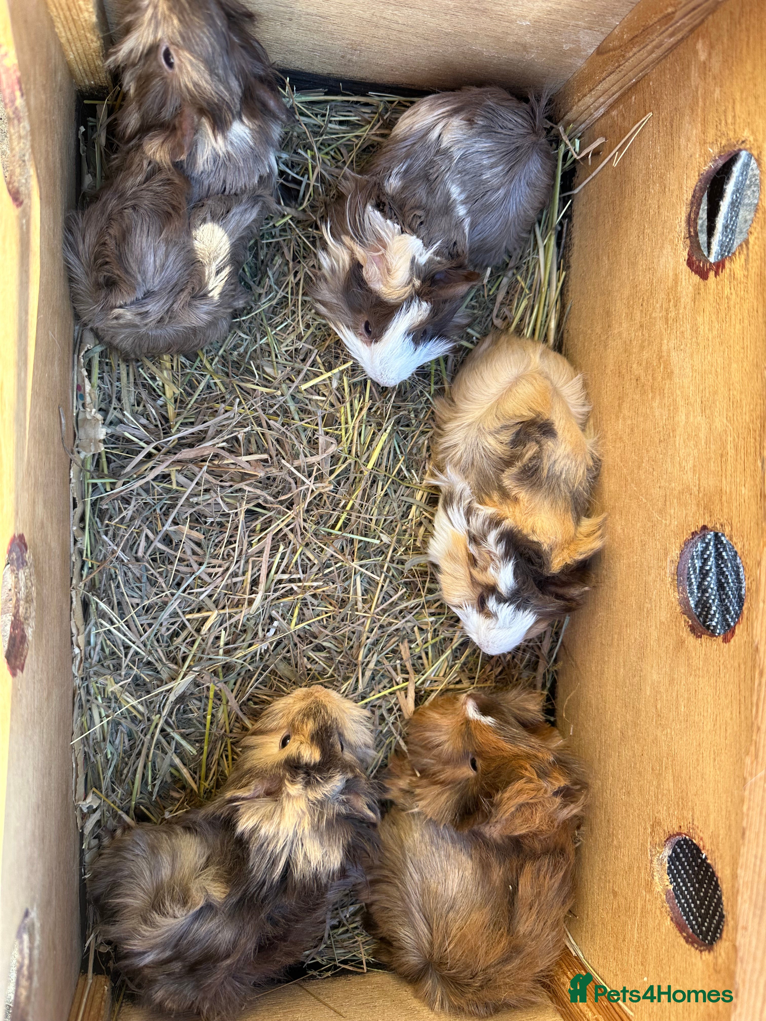 Guinea Pig rodents 5 pretty female guinea pigs. - Advert 1