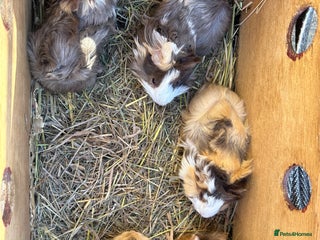 Guinea Pig rodents 5 pretty female guinea pigs. - Advert 1