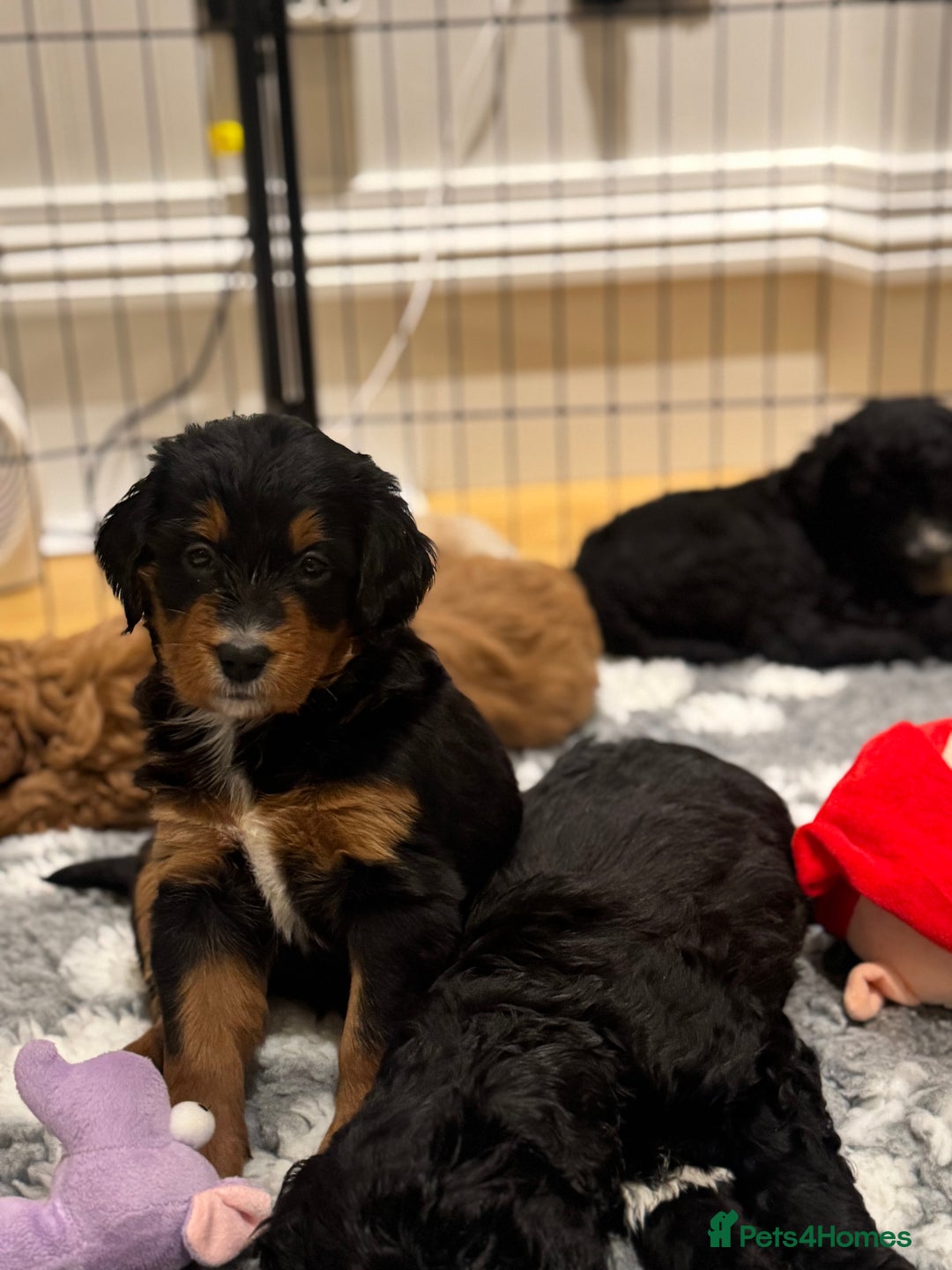 Mixed Breed dogs for sale: Golden Bernedoodles 🐶 - Advert 6