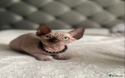 Sphynx cats for sale: Canadian sphinx kittens blue eyes girls  - Image 14
