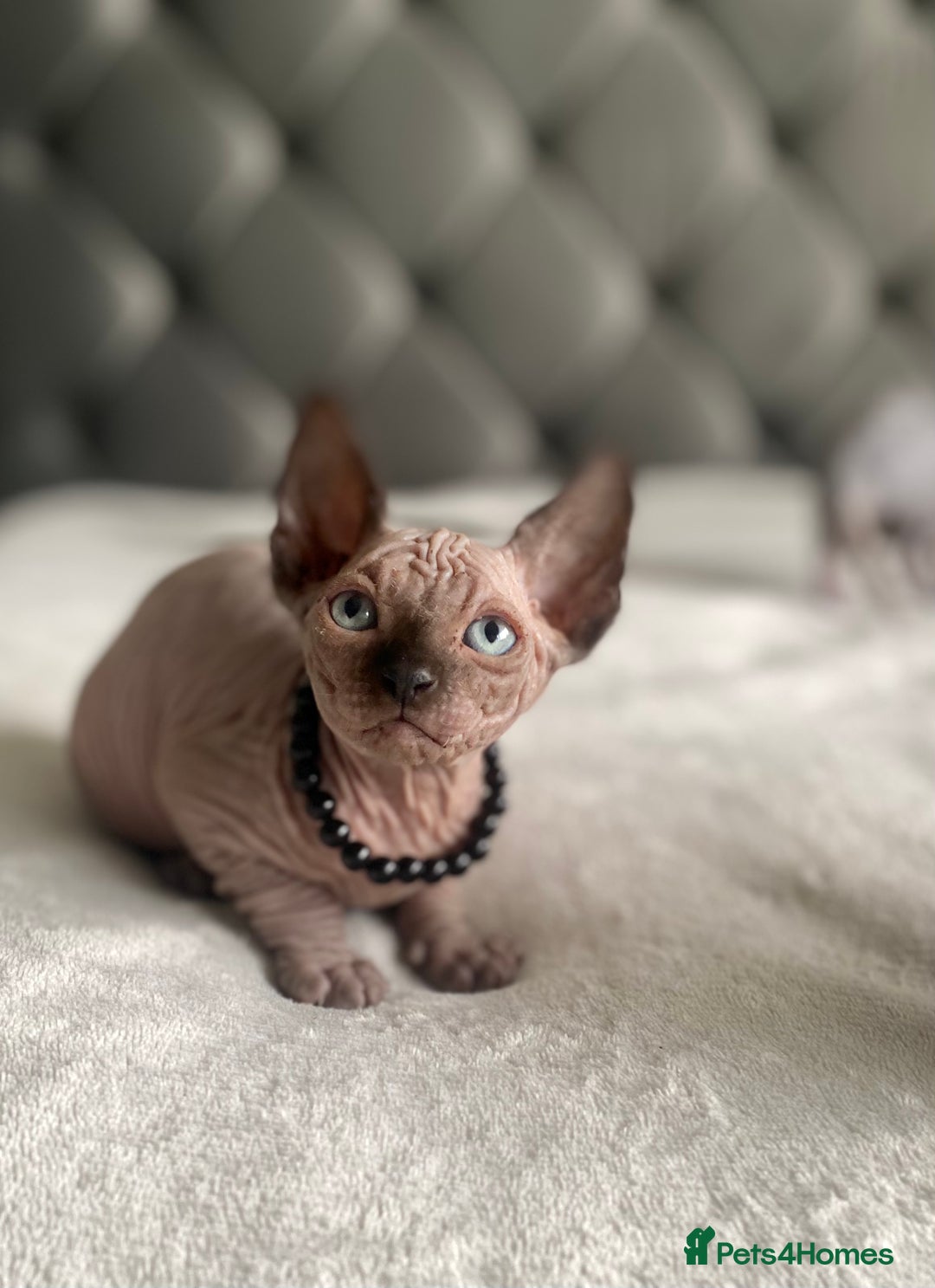 Sphynx cats for sale: Canadian sphinx kittens blue eyes girls  - Image 14