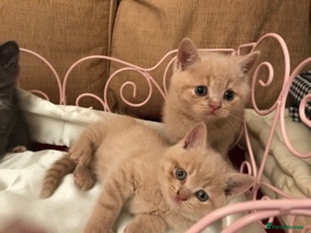 British Shorthair cats for sale: British Shorthair  - Image 7