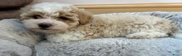 Maltipoo dogs for sale: Maltipoo puppy girl - Advert 3