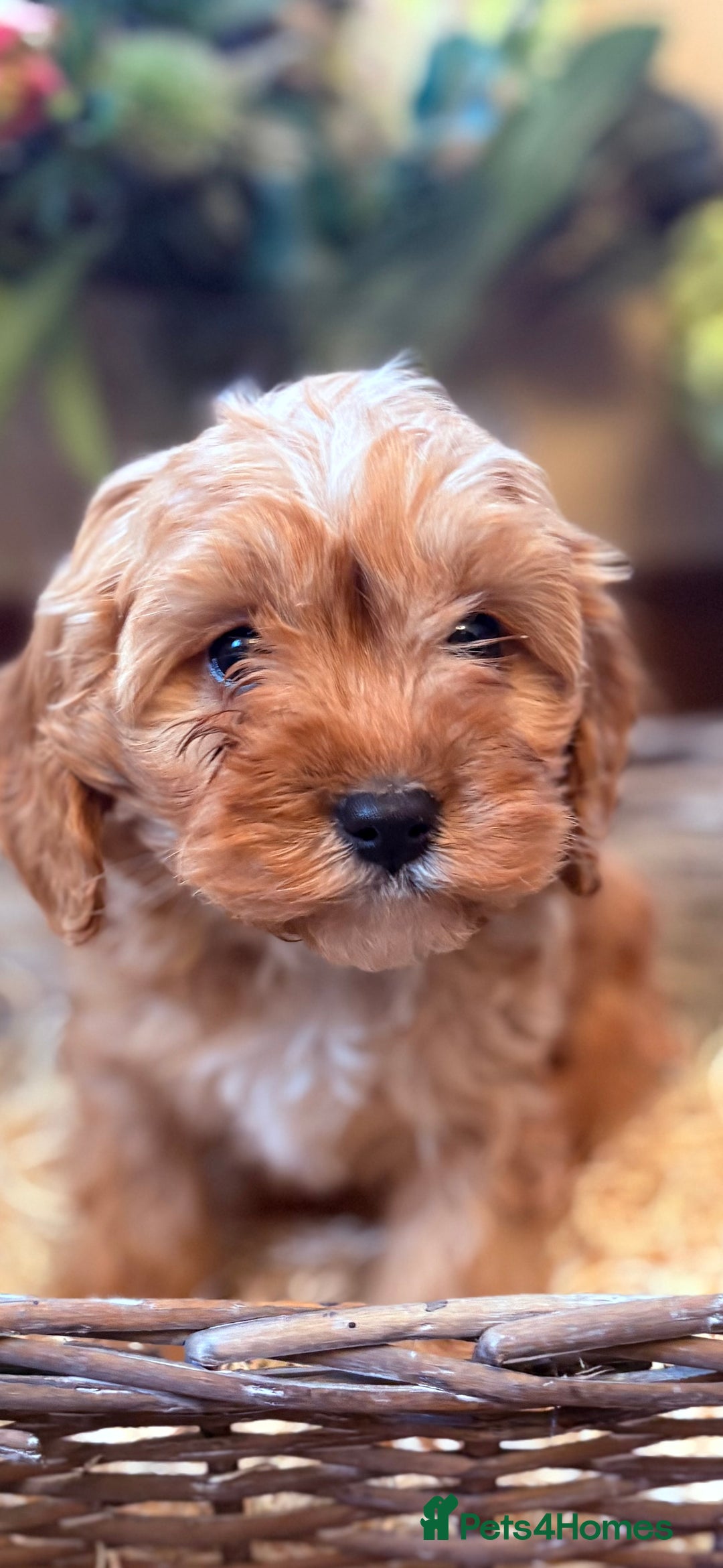 Cavapoo dogs for sale: Health tested toy cavapoo boys - Advert 29