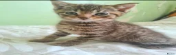 Domestic Shorthair cats for sale: 5 beautiful tabby kittens for Sale!!! - Advert 33