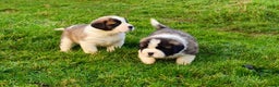 Saint Bernard dogs for sale: Exceptional litter of fabulous quality Saints  - Advert 6