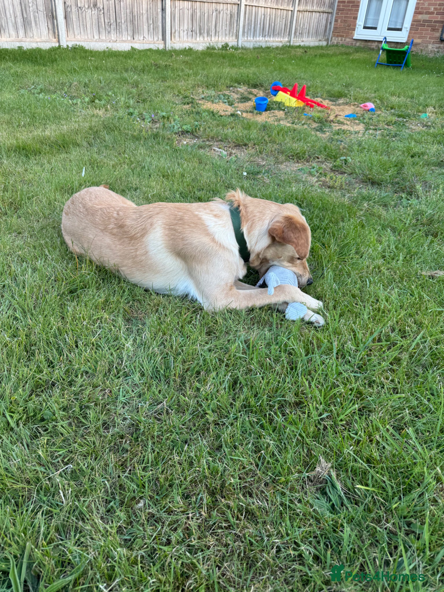 Mixed Breed dogs Labrador/terrier cross looking for home  - Advert 1
