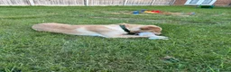 Mixed Breed dogs for sale: Labrador/terrier cross looking for home  in Letchworth Garden City - Advert 1