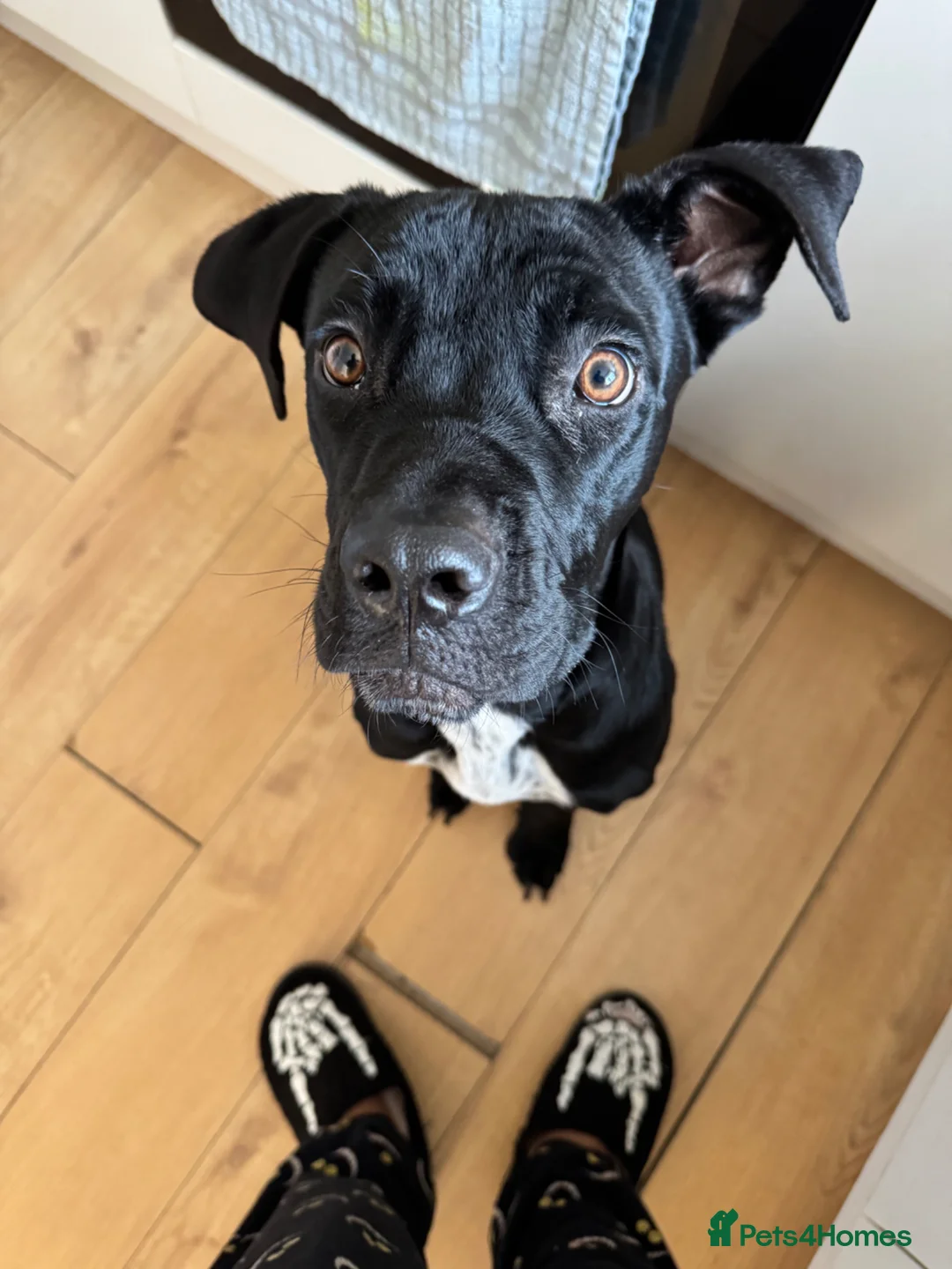 Cane Corso dogs for sale: Kodak is a rescue in Sidcup - Advert 6