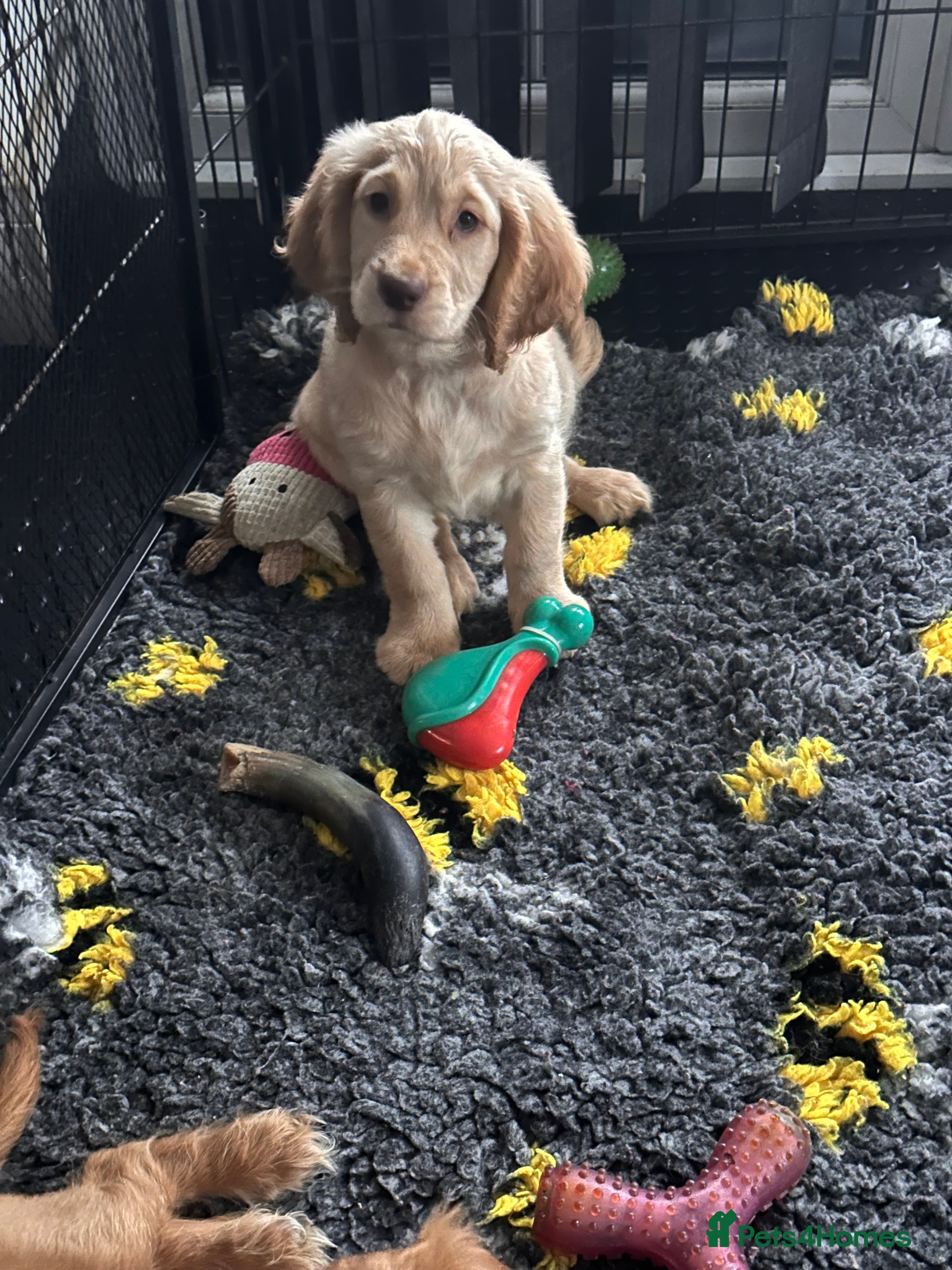 Mixed Breed dogs 🐾Adorable f2b cockapoos last two 🐾 - Advert 2