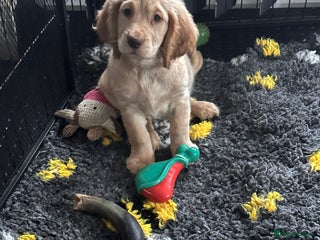 Mixed Breed dogs 🐾Adorable f2b cockapoos last two 🐾 - Advert 2