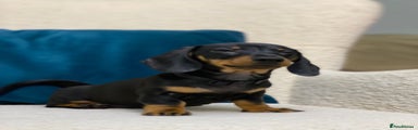 Miniature Dachshund Puppy 3