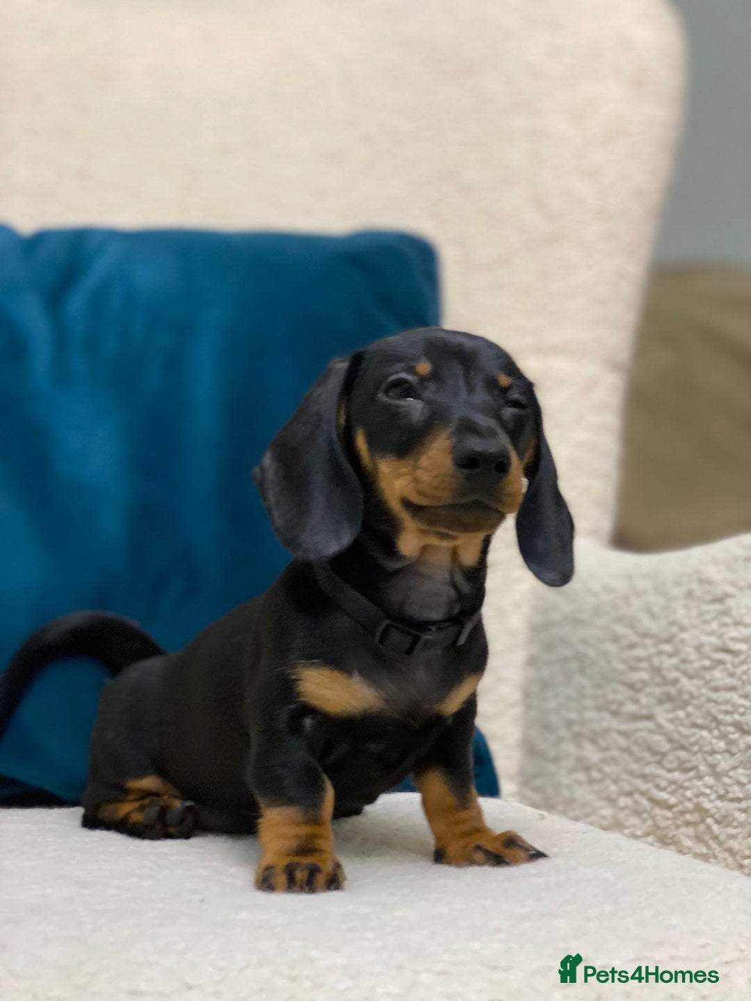 Miniature Dachshund dogs for sale: KC PRA CLR Miniature dachshunds  - Advert 7