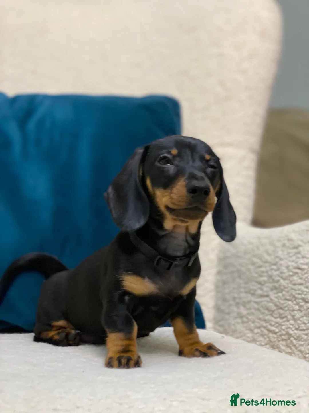 Miniature Dachshund dogs for sale: Gorgeous KC PRA CLR Miniature dachshund girl - Advert 10