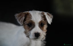 Parson Russell dogs for sale: KC health tested parson Russell terriers  - Image 12