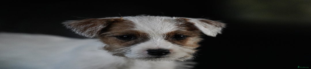 Parson Russell Puppy 5